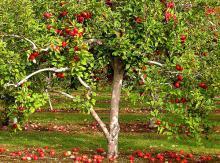 apple tree