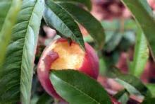 Snail and the peach tree